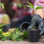 close-up-picture-hand-holding-plant-min