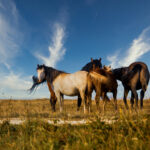 A herd of horses grazing on the pasture under a beautiful sky